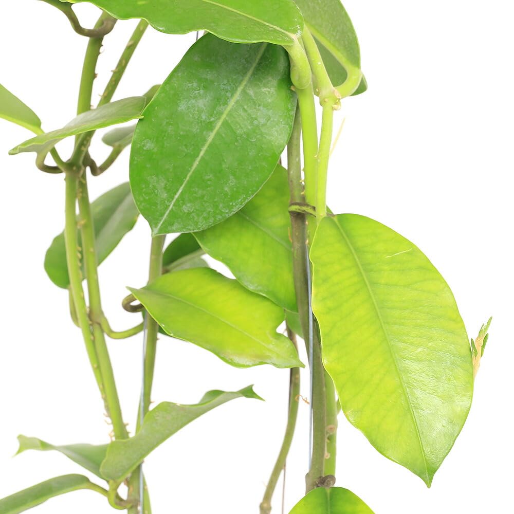 Amazon｜《終売》（観葉植物）ホヤ インペリアリス パラワン 吊り鉢